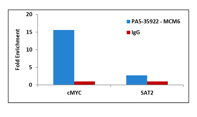 MCM6 Antibody