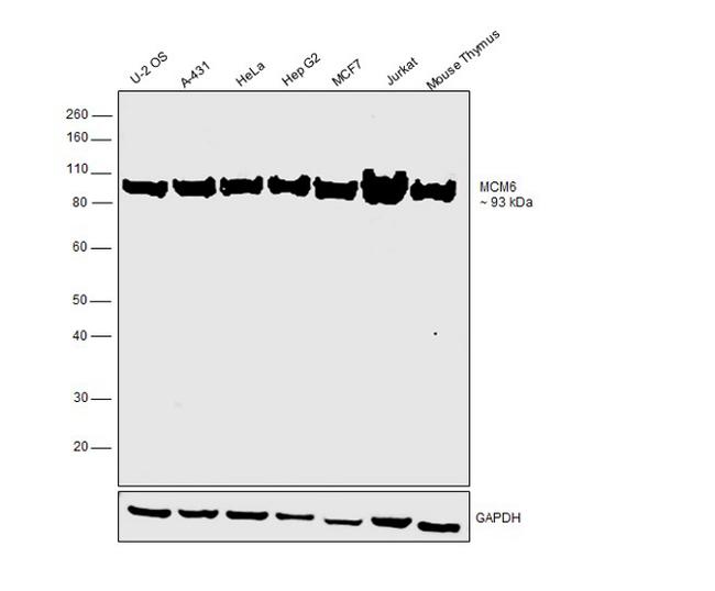 MCM6 Antibody in Western Blot (WB)