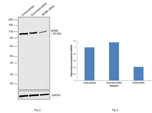 MCM6 Antibody in Western Blot (WB)