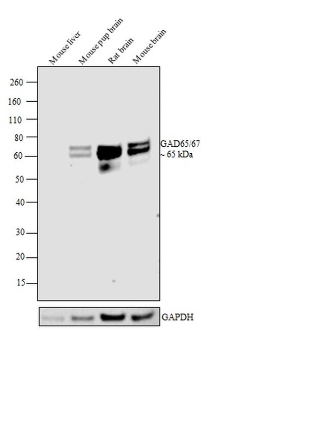 GAD65/GAD67 Antibody in Western Blot (WB)