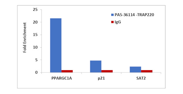 TRAP220 Antibody in ChIP Assay (ChIP)