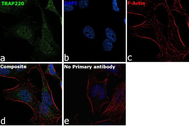 TRAP220 Antibody in Immunocytochemistry (ICC/IF)