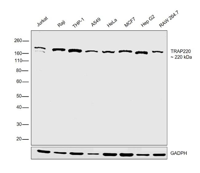 TRAP220 Antibody in Western Blot (WB)