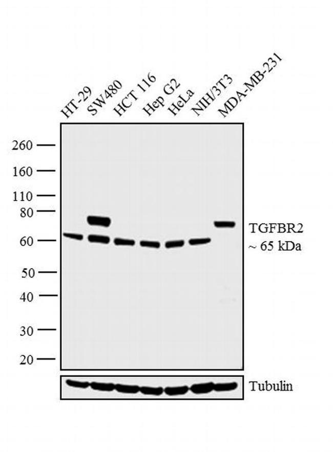 TGFBR2 Antibody in Western Blot (WB)