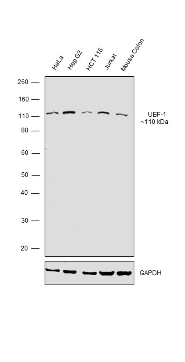 UBF-1 Antibody in Western Blot (WB)