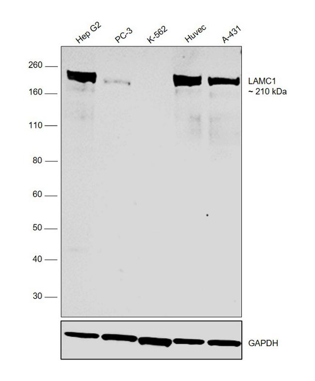 Laminin gamma-1 Antibody in Western Blot (WB)