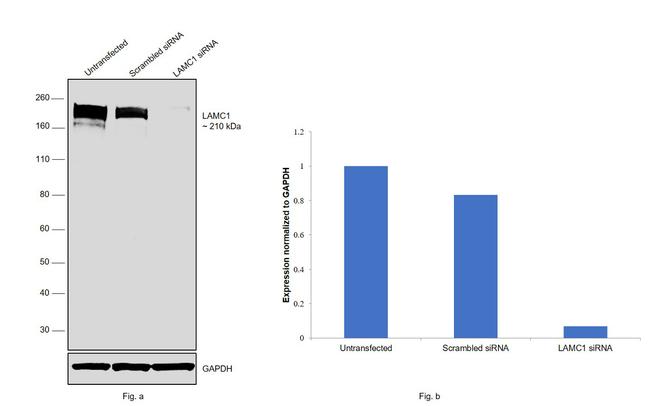 Laminin gamma-1 Antibody in Western Blot (WB)