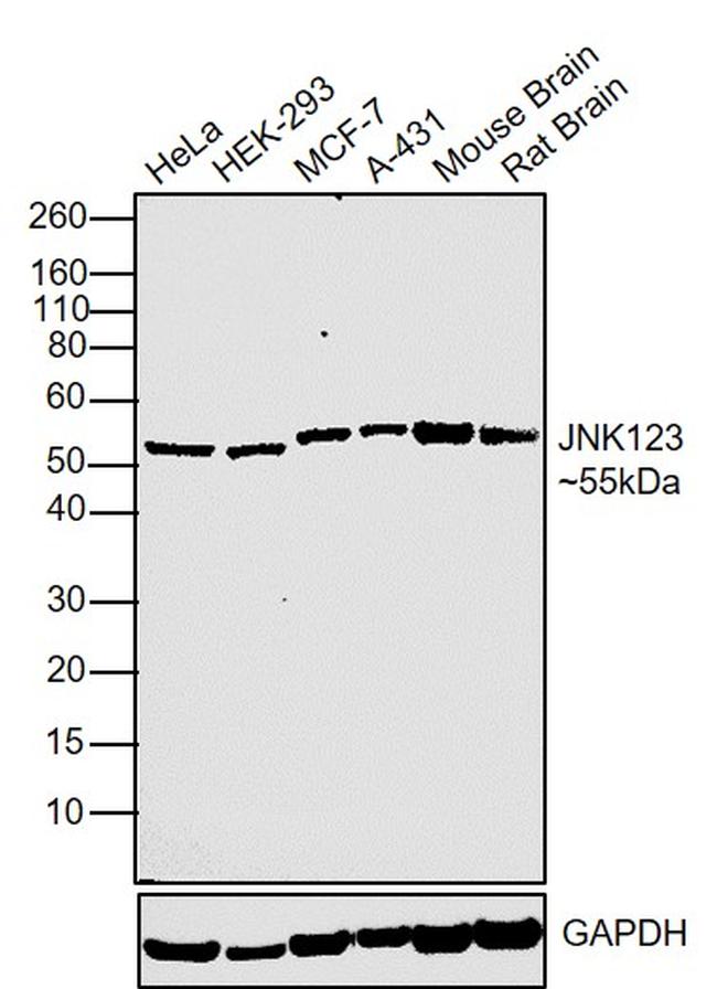 JNK1/JNK2/JNK3 Antibody in Western Blot (WB)