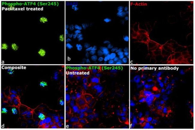 Phospho-ATF4 (Ser245) Antibody in Immunocytochemistry (ICC/IF)