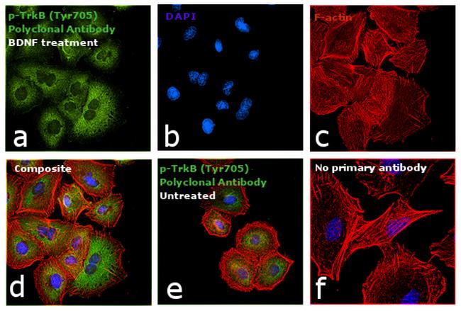 Phospho-TrkB (Tyr516) Antibody