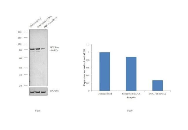 Phospho-PKC Pan (Thr497) Antibody in Western Blot (WB)