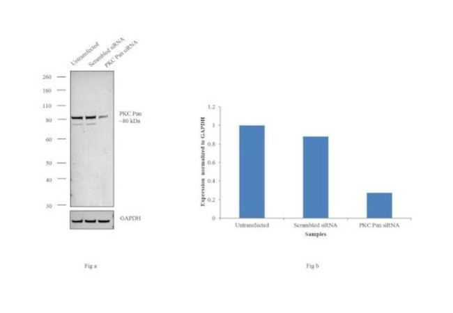 Phospho-PKC Pan (Thr497) Antibody