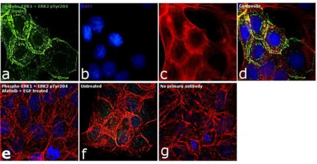 Phospho-ERK1/ERK2 (Tyr204) Antibody in Immunocytochemistry (ICC/IF)