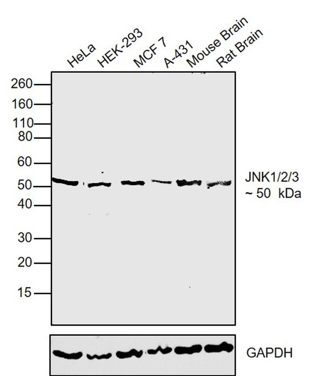 Phospho-JNK1/JNK2/JNK3 (Thr183) Antibody in Western Blot (WB)