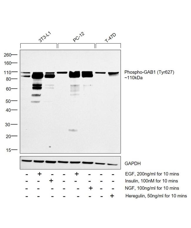 Phospho-GAB1 (Tyr627) Antibody