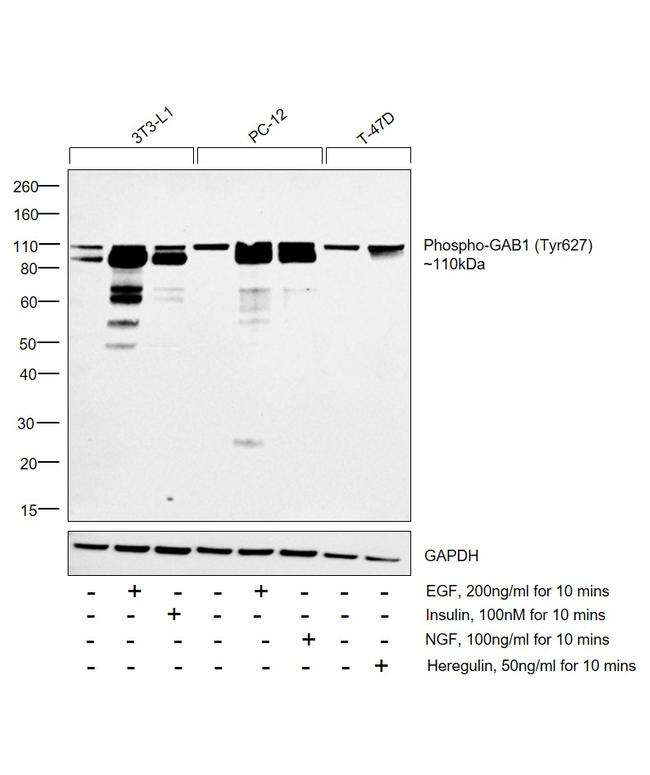 Phospho-GAB1 (Tyr627) Antibody in Western Blot (WB)