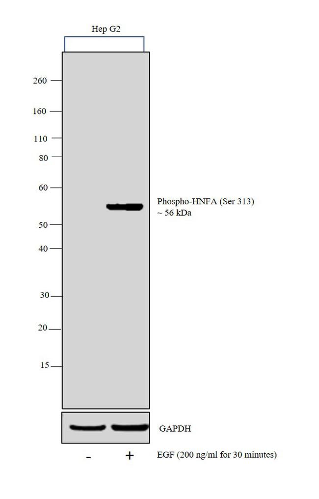 Phospho-HNF4A (Ser313) Antibody in Western Blot (WB)