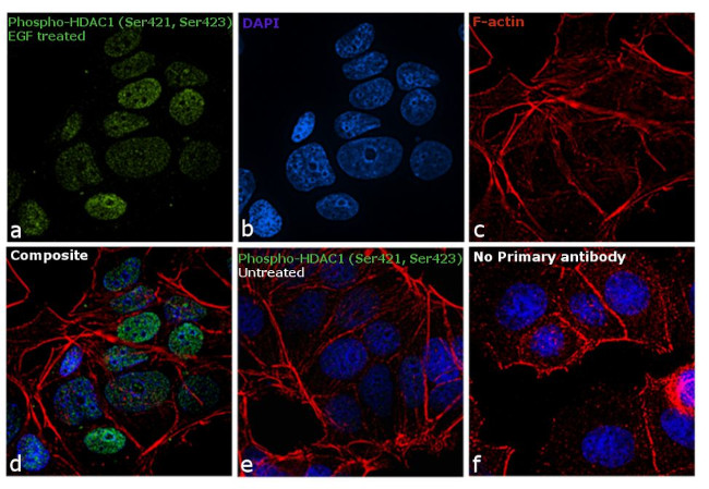 Phospho-HDAC1 (Ser421, Ser423) Antibody in Immunocytochemistry (ICC/IF)