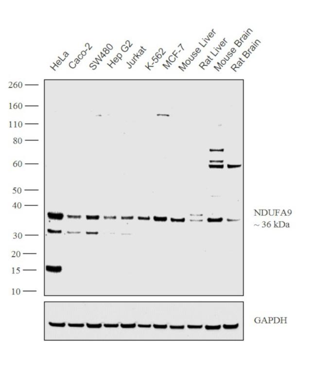 NDUFA9 Antibody in Western Blot (WB)