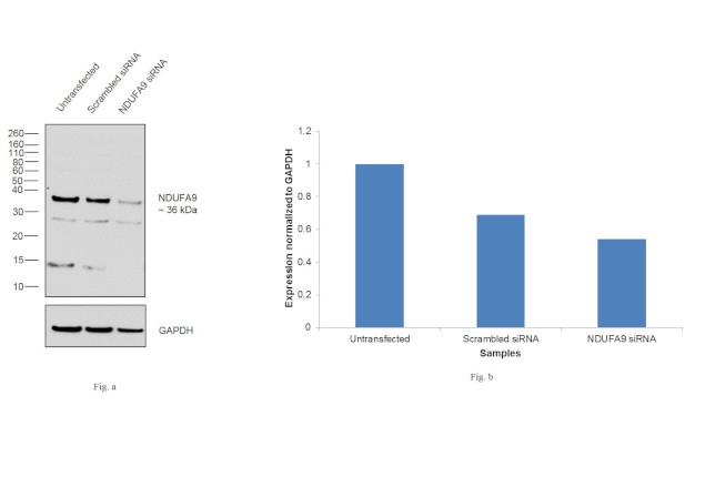 NDUFA9 Antibody