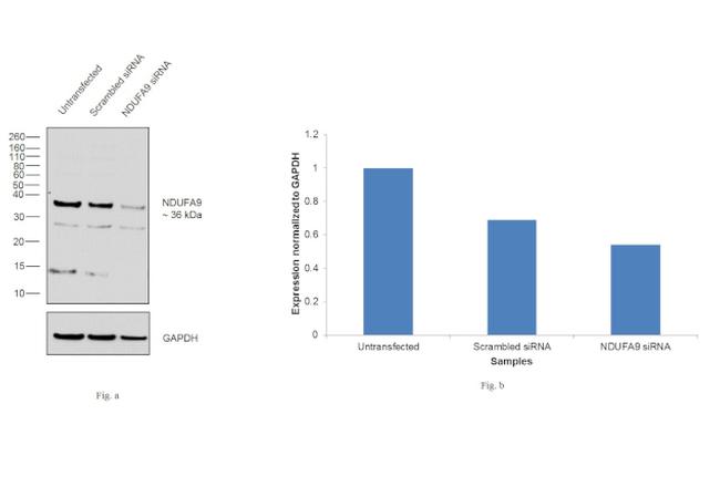 NDUFA9 Antibody in Western Blot (WB)