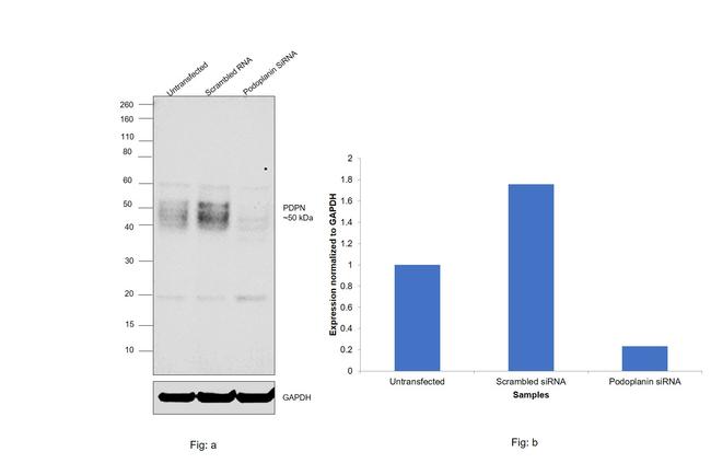 Podoplanin Antibody in Western Blot (WB)