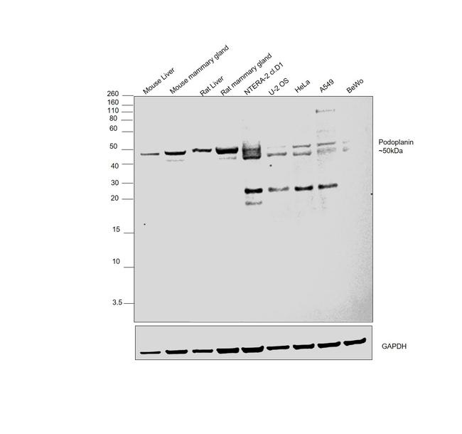 Podoplanin Antibody in Western Blot (WB)