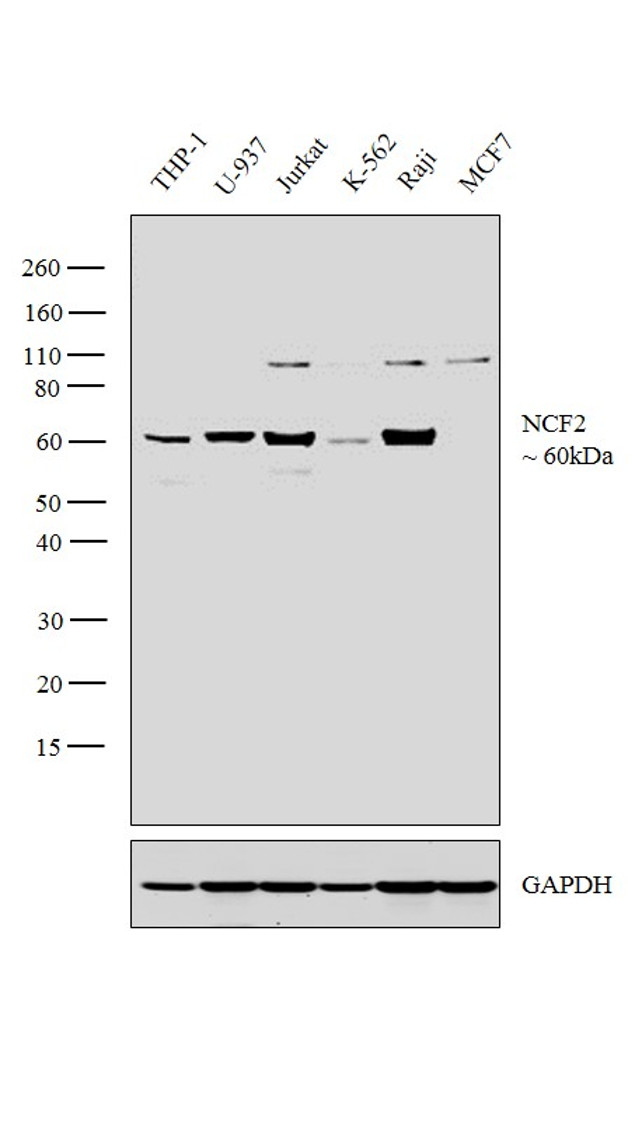 NCF2 Antibody