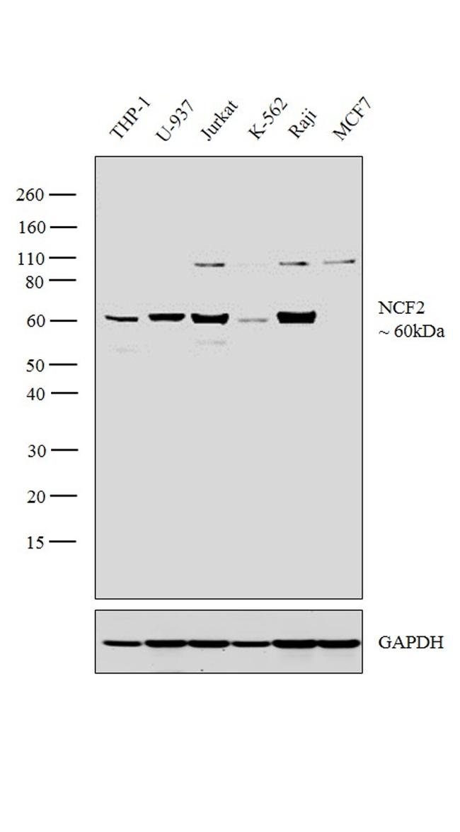 NCF2 Antibody in Western Blot (WB)