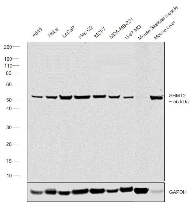 SHMT2 Antibody