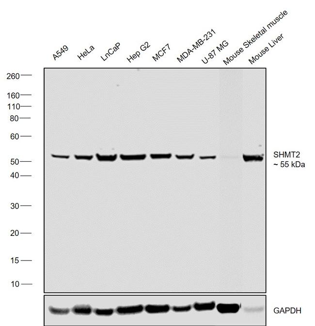 SHMT2 Antibody in Western Blot (WB)