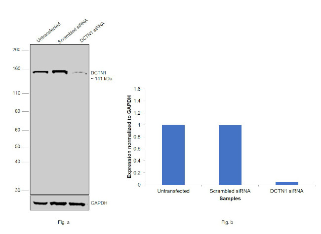 Dynactin 1 Antibody