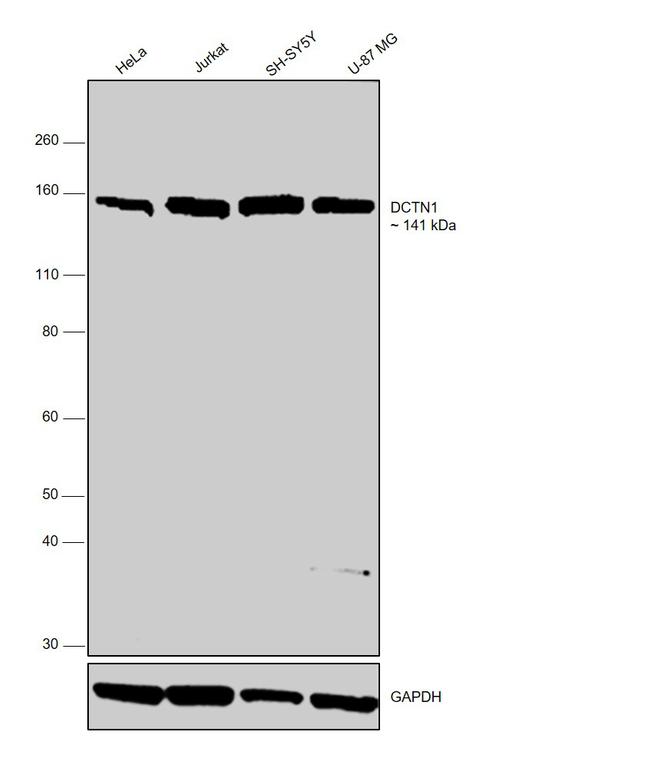 Dynactin 1 Antibody in Western Blot (WB)