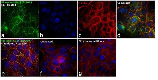 Phospho-c-Raf (Thr269) Antibody