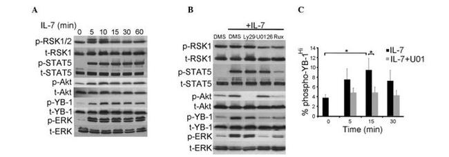 Phospho-RSK Pan (Ser221, Ser227, Ser218, Ser232) Antibody in Western Blot (WB)
