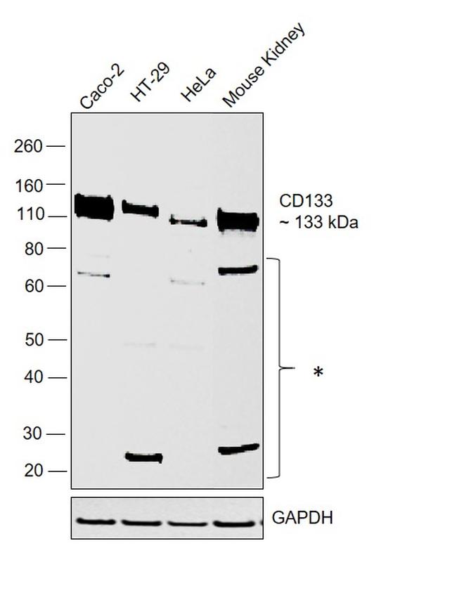 CD133 Antibody in Western Blot (WB)