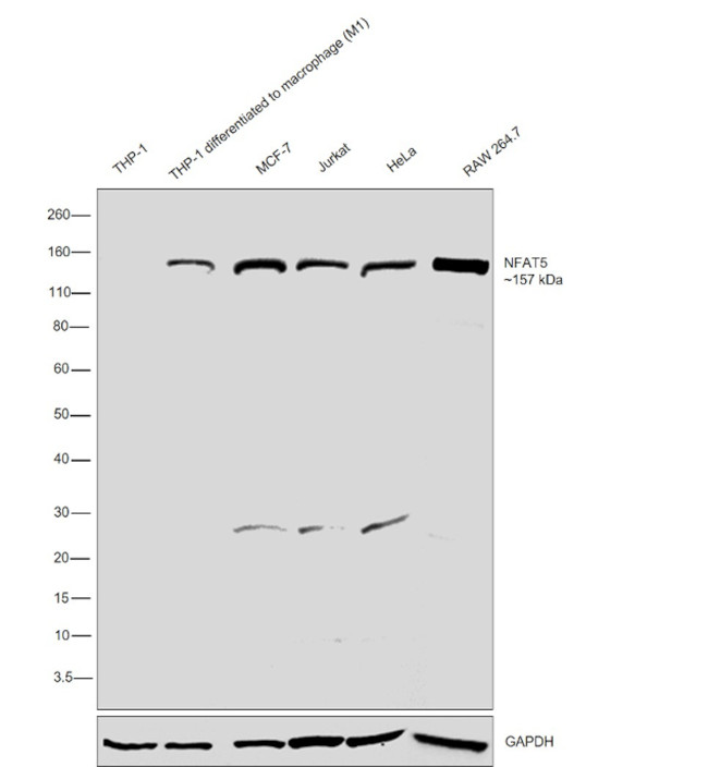 NFAT5 Antibody