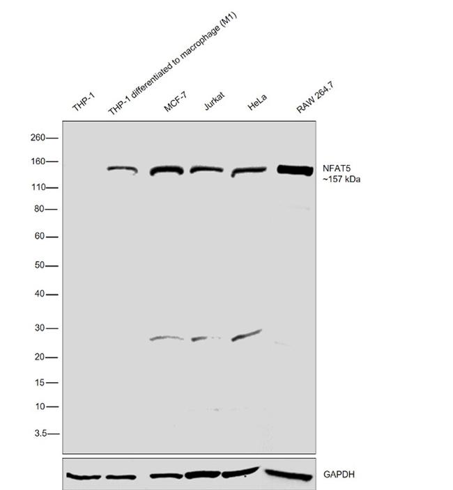 NFAT5 Antibody in Western Blot (WB)