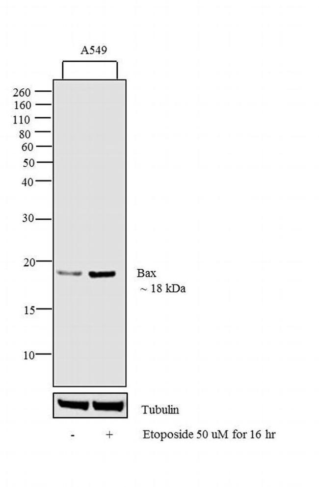 Phospho-Bax (Ser184) Antibody in Western Blot (WB)