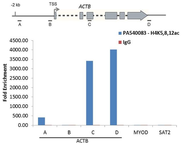 H4ac pan-acetyl (K5,K8,K12) Antibody