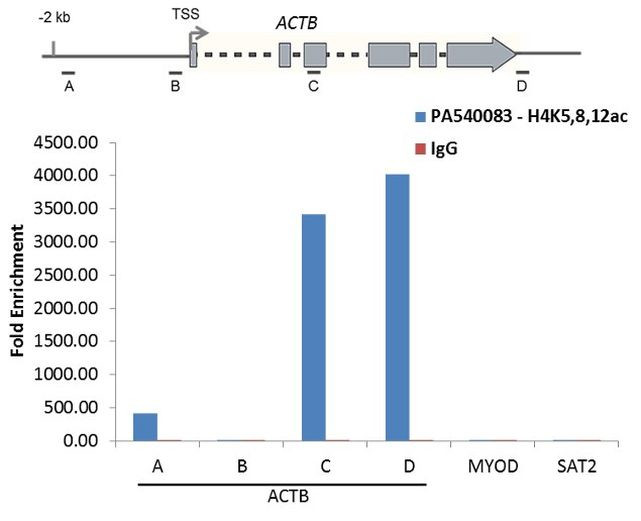 H4ac pan-acetyl (K5,K8,K12) Antibody in ChIP Assay (ChIP)