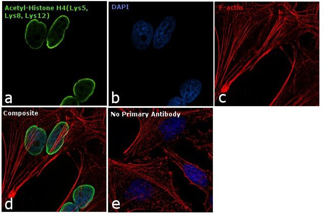 H4ac pan-acetyl (K5,K8,K12) Antibody in Immunocytochemistry (ICC/IF)