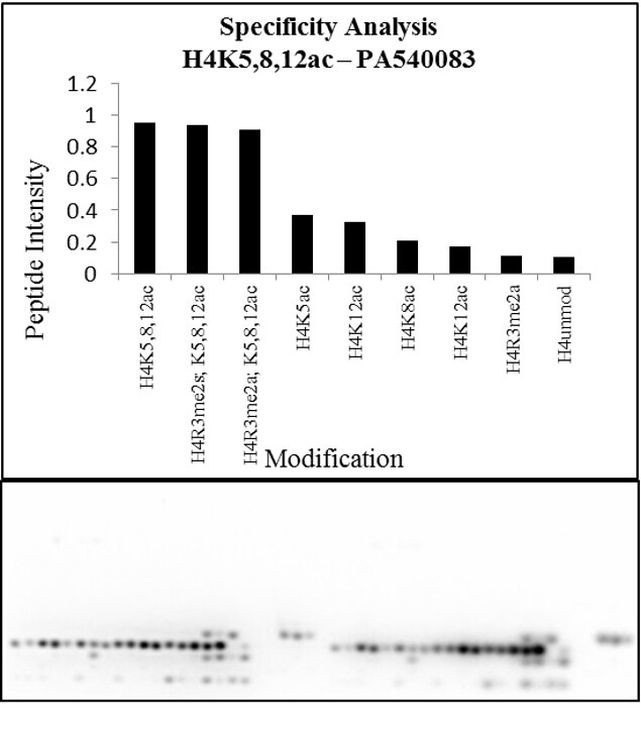 H4ac pan-acetyl (K5,K8,K12) Antibody in Peptide array (Array)