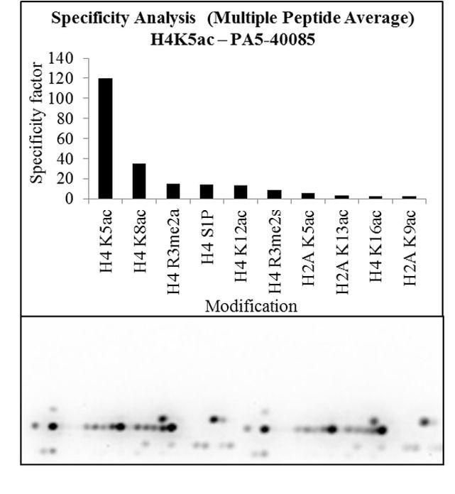 H4K5ac Antibody in Peptide array (Array)