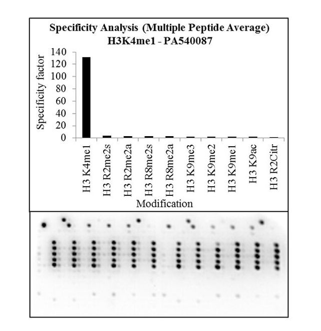 H3K4me1 Antibody