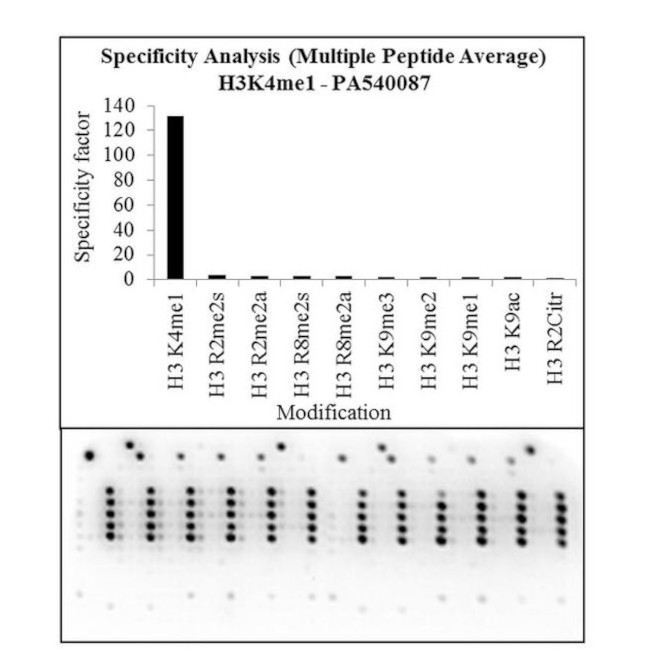 H3K4me1 Antibody in Peptide array (ARRAY)