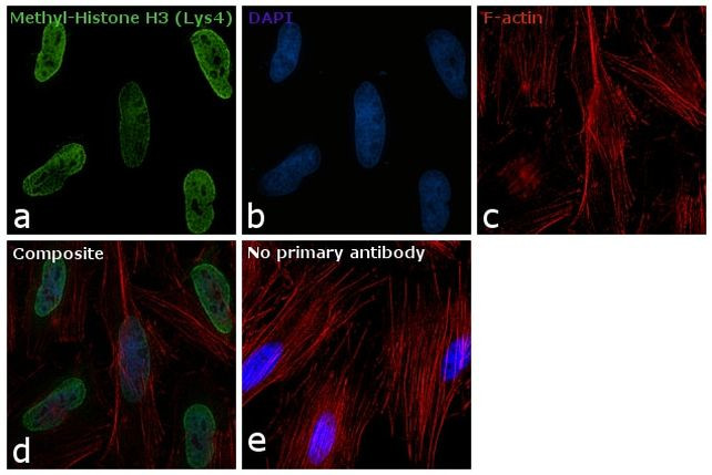 H3K4me1 Antibody in Immunocytochemistry (ICC/IF)