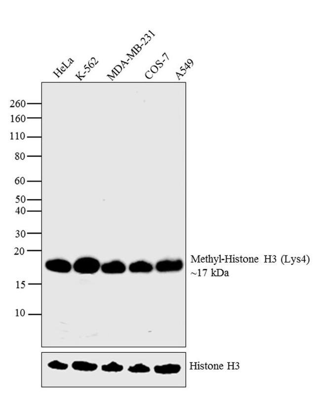 H3K4me1 Antibody in Western Blot (WB)