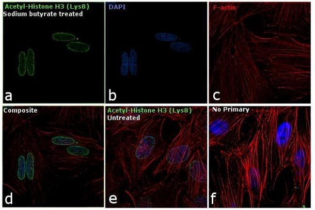 H4K8ac Antibody