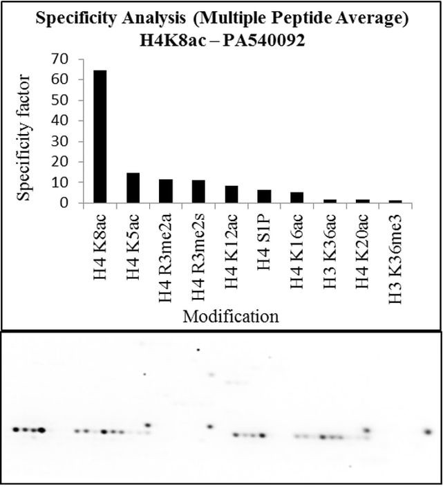 H4K8ac Antibody in Peptide array (Array)